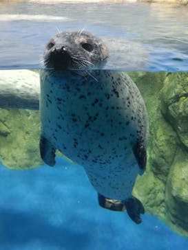 新江ノ島水族館に投稿された画像（2025/6/9）