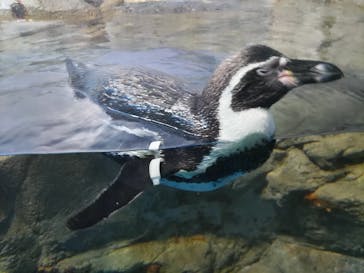新江ノ島水族館に投稿された画像（2025/6/9）