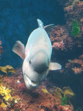 新江ノ島水族館に投稿された画像（2025/6/9）