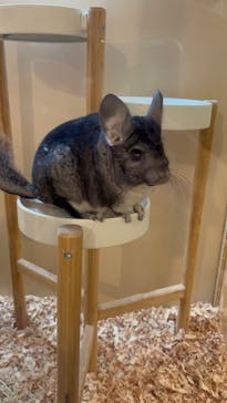 Moff アニマル カフェ イーアス 高尾店に投稿された画像（2025/6/9）