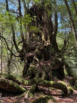 屋久島冒険旅に投稿された画像（2025/6/9）
