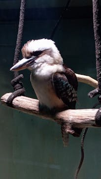 カワスイ 川崎⽔族館に投稿された画像（2025/6/9）