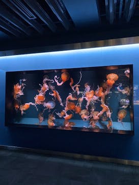 京都水族館に投稿された画像（2025/6/9）