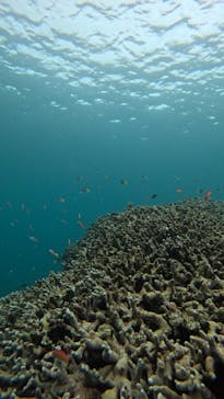  マリンショップHAPPYに投稿された画像（2025/6/9）