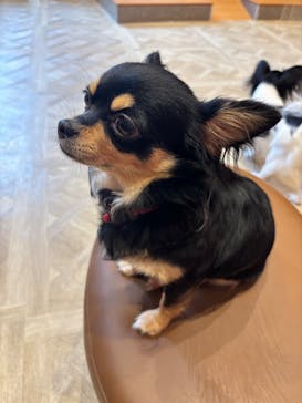 いぬカフェRio 京都店に投稿された画像（2025/6/9）