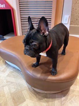 いぬカフェRio 京都店に投稿された画像（2025/6/9）