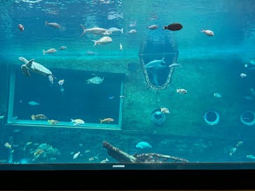 箱根園水族館に投稿された画像（2025/6/9）