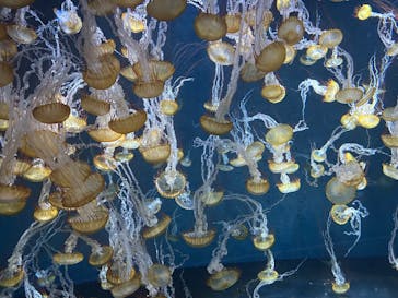 新江ノ島水族館に投稿された画像（2025/6/9）