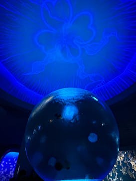 新江ノ島水族館に投稿された画像（2025/6/9）