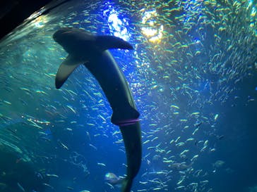 新江ノ島水族館に投稿された画像（2025/6/9）