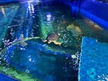 しながわ水族館に投稿された画像（2025/6/9）