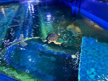 しながわ水族館に投稿された画像（2025/6/9）
