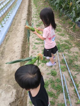 淡路ファームパーク イングランドの丘に投稿された画像（2025/6/9）