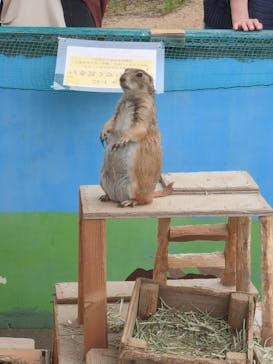 淡路ファームパーク イングランドの丘に投稿された画像（2025/6/9）