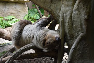 那須どうぶつ王国に投稿された画像（2025/6/9）