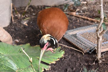 那須どうぶつ王国に投稿された画像（2025/6/9）
