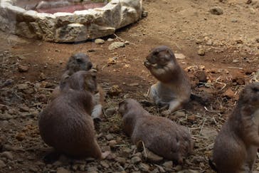 那須どうぶつ王国に投稿された画像（2025/6/9）