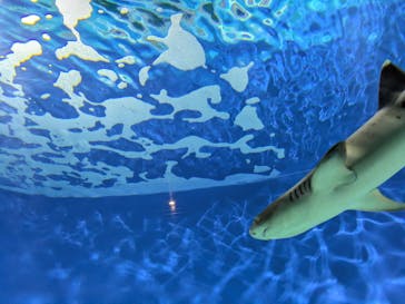 アクアワールド茨城県大洗水族館に投稿された画像（2025/6/9）