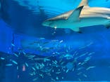 沖縄美ら海水族館に投稿された画像（2025/6/9）