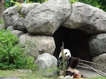 恩賜上野動物園に投稿された画像（2025/6/9）