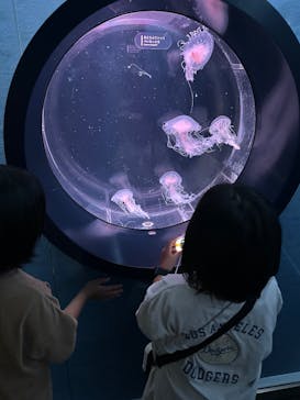 京都水族館に投稿された画像（2025/6/9）