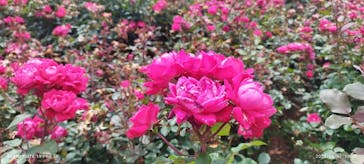 ぎふワールド・ローズガーデンに投稿された画像（2025/6/9）