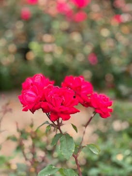 ぎふワールド・ローズガーデンに投稿された画像（2025/6/9）