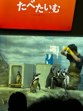 新江ノ島水族館に投稿された画像（2025/6/9）