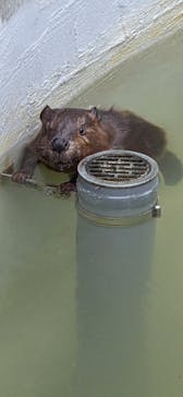 霞ケ浦 どうぶつとみんなのいえに投稿された画像（2025/6/10）