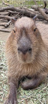 霞ケ浦 どうぶつとみんなのいえに投稿された画像（2025/6/10）