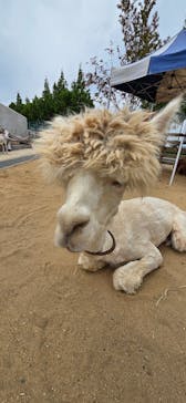 霞ケ浦 どうぶつとみんなのいえに投稿された画像（2025/6/10）