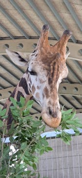霞ケ浦 どうぶつとみんなのいえに投稿された画像（2025/6/10）