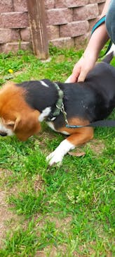 つくばわんわんランドに投稿された画像（2025/6/10）