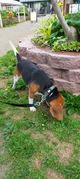 つくばわんわんランドに投稿された画像（2025/6/10）