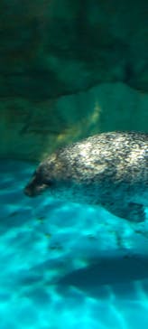 アクアワールド茨城県大洗水族館に投稿された画像（2025/6/10）