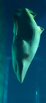 アクアワールド茨城県大洗水族館に投稿された画像（2025/6/10）