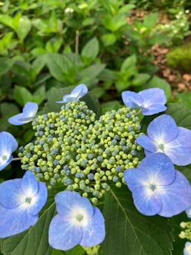 万博記念公園に投稿された画像（2025/6/10）