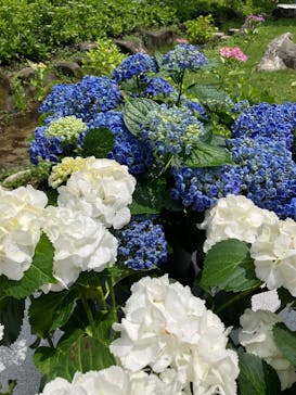 万博記念公園に投稿された画像（2025/6/10）