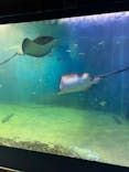 越前松島水族館に投稿された画像（2025/6/10）