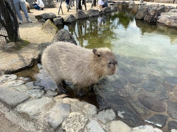 那須どうぶつ王国に投稿された画像（2025/6/10）