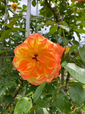 ぎふワールド・ローズガーデンに投稿された画像（2025/6/10）