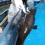 マクセル アクアパーク品川に投稿された画像（2025/6/10）