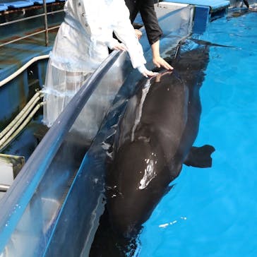 マクセル アクアパーク品川に投稿された画像（2025/6/10）