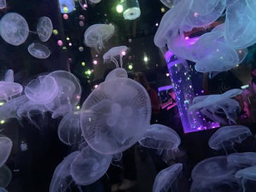 マクセル アクアパーク品川に投稿された画像（2025/6/10）