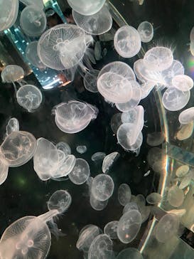 マクセル アクアパーク品川に投稿された画像（2025/6/10）