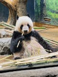 恩賜上野動物園に投稿された画像（2025/6/10）