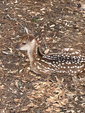 奈良国立博物館開館130年記念特別展「超 国宝―祈りのかがやきー」	に投稿された画像（2025/6/10）