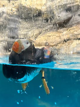アクアワールド茨城県大洗水族館に投稿された画像（2025/6/10）