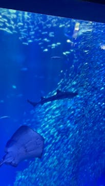 アクアワールド茨城県大洗水族館に投稿された画像（2025/6/10）