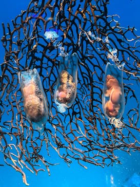 アクアワールド茨城県大洗水族館に投稿された画像（2025/6/10）